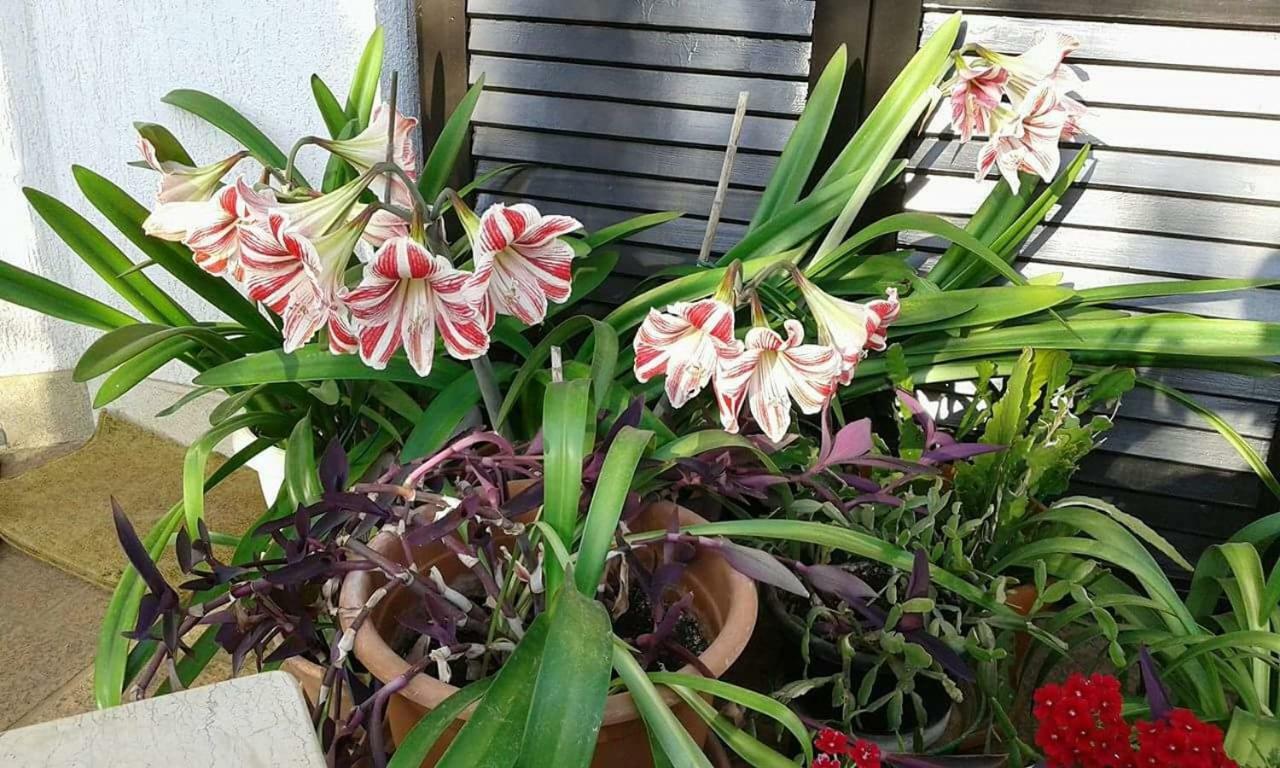 Apartment Tijano クルニカ エクステリア 写真